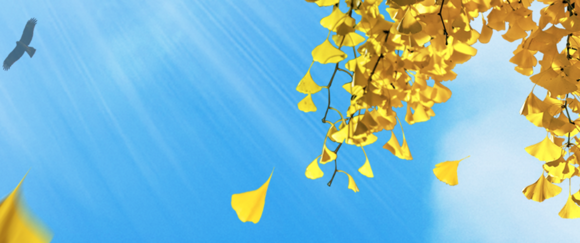 paypal付款失败原因返回10486/13113等查询对照文档